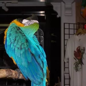 Jдома,  поднятые и зарегистрирован синих и золотых попугаи ара для прод