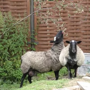 Продам овец романовской породы
