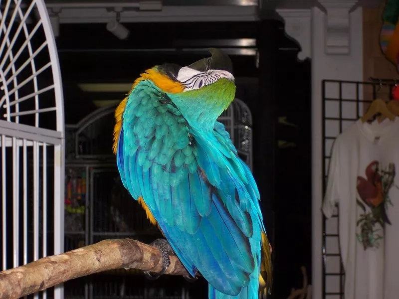 Jдома,  поднятые и зарегистрирован синих и золотых попугаи ара для прод